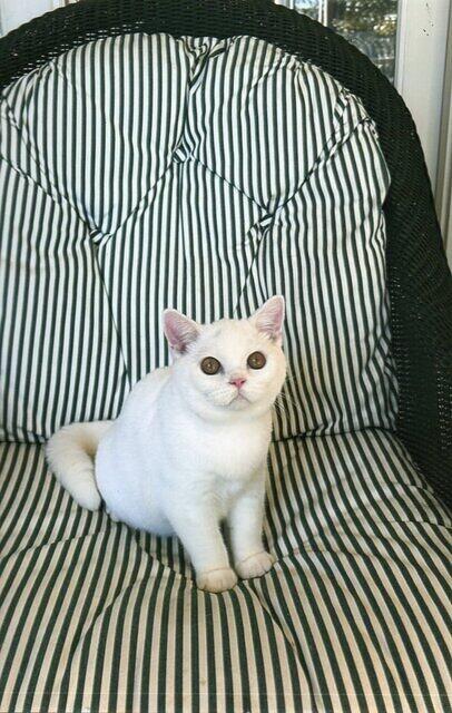 White Male British Shorthair Kitten